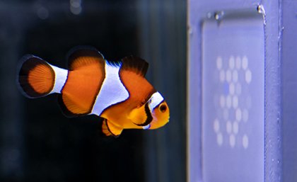 'Nemo" orange fish looking at a UV screen of coloured dots 